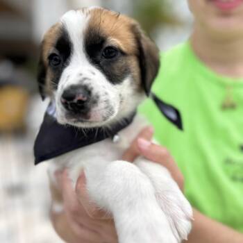 Michael -  Anatolian Shepherd Dog for Adoption in Tampa, Florida - Michael | PetCurious