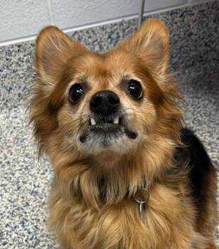Pomeranian and Cardigan Welsh Corgi Dogs Available for Adoption in Golden, Colorado - Angus | PetCurious
