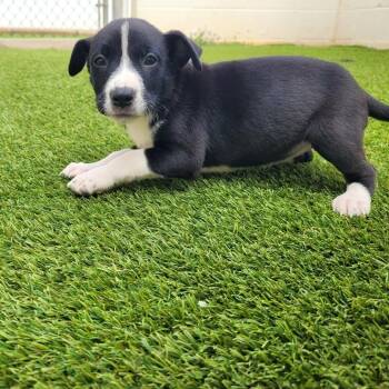 Chocolate Chip 6445 -  Mixed Breed Dog for Adoption in Loxahatchee Groves, Florida - Chocolate Chip 6445 | PetCurious