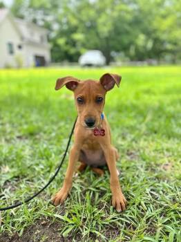 Ariel -  Beagle and Mixed Breed Dog for Adoption in Aiken, South Carolina - Ariel | PetCurious
