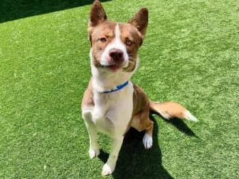 Siberian Husky and Akita Dogs Available for Adoption in San Marcos, California - URGENT SAVE ME PLEASE Justin A551053 | PetCurious