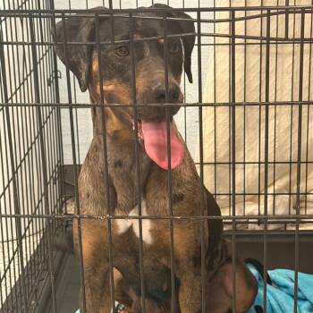 Mixed Breed Dogs Available for Adoption in Port Charlotte, Florida - Mija (Meeha) | PetCurious