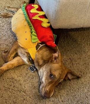 Rowdy -  Terrier Dog for Adoption in Richardson, Texas - Rowdy | PetCurious