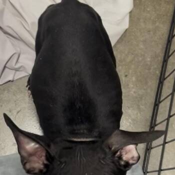 Mixed Breed Dogs Available for Adoption in Bismarck, North Dakota - Runt (blue Collar) | PetCurious