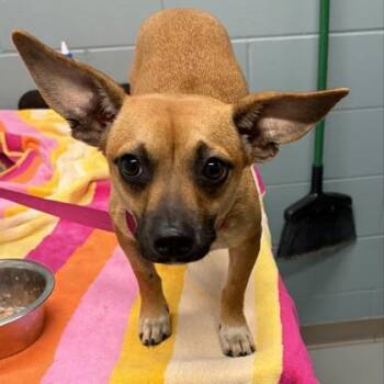 Rosie -  Dachshund and Mixed Breed Dog for Adoption in Kansas City, Missouri - Rosie | PetCurious