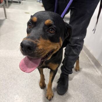 Rottweiler and None Dogs Available for Adoption in Tampa, Florida - Topaz | PetCurious