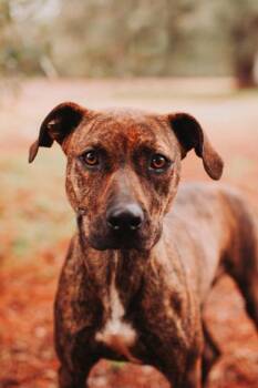 American Staffordshire Terrier and Mixed Breed Dogs Available for Adoption - 90750a Coca Cola | PetCurious