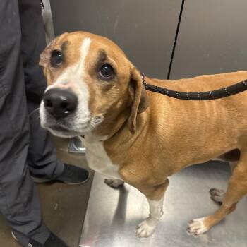 Hound Dogs Available for Adoption - Ellie Mae | PetCurious
