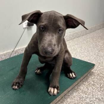 Stormy -  Mixed Breed Dog for Adoption in Jupiter, Florida - Stormy | PetCurious
