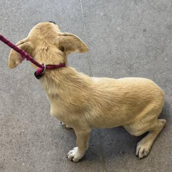 110910 -  Mixed Breed Dog for Adoption in Las Cruces, New Mexico - 110910 | PetCurious