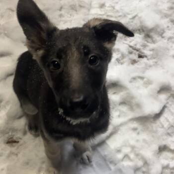 German Shepherd Dog Dogs Available for Adoption - Mulan | PetCurious