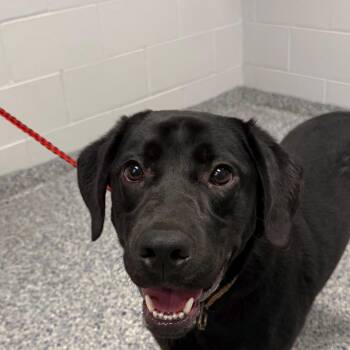 Bo -  Mixed Breed Dog for Adoption in Greenville, South Carolina - Bo | PetCurious