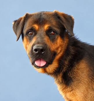 AL -  Rottweiler Dog for Adoption in Pasadena, California - AL | PetCurious