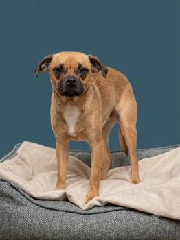 Joe -  Terrier Dog for Adoption in Wooster, Ohio - Joe | PetCurious