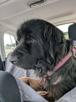 Ava -  Newfoundland Dog Dog for Adoption in Ledyard, Connecticut - Ava | PetCurious