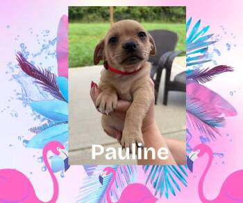 Pauline -  French Bulldog and Chihuahua Dog for Adoption in Bromley, Kentucky - Pauline | PetCurious