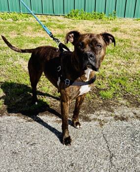 Boxer Dogs Available for Adoption - MISS PRISS! | PetCurious