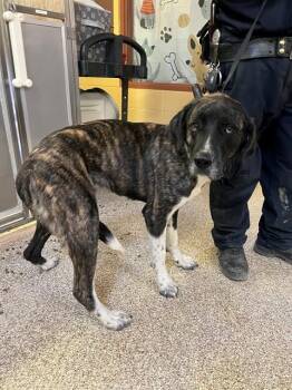 YAMI -  German Shepherd Dog Dog Available for Adoption in Blythe, California - YAMI | PetCurious