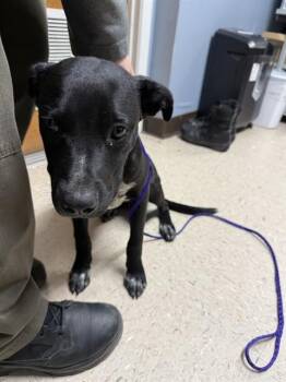 GREGORY -  Labrador Retriever and Mixed Breed Dog for Adoption in Killeen, Texas - GREGORY | PetCurious