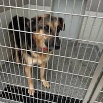 Rescue Mixed Breed Dogs for Adoption in Jeffersonville, Indiana - Lucy | PetCurious