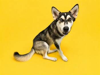 BELLA ROSE -  Siberian Husky and Mixed Breed Dog for Adoption in Doral, Florida - BELLA ROSE | PetCurious