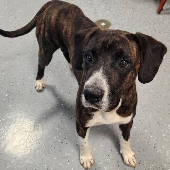 Stone -  Mixed Breed Dog for Adoption - Stone | PetCurious