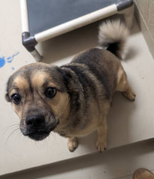 Rescue Mixed Breed Dogs for Adoption in Havre, Montana - Sable | PetCurious