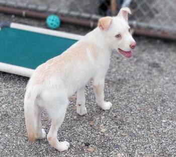 Cashmere -  Husky Dog for Adoption in Mishawaka, Indiana - Cashmere | PetCurious
