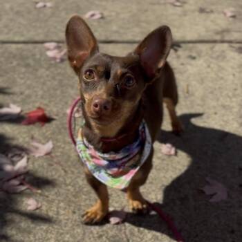Bonnie -  Dachshund and Chihuahua Dog for Adoption in Newberg, Oregon - Bonnie | PetCurious