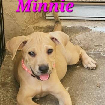 Labrador Retriever Dogs Available for Adoption in Largo, Florida - MINNIE | PetCurious