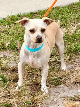 Rescue Chihuahua and Mixed Breed Dogs for Adoption in Cape Coral, Florida - Salsa | PetCurious