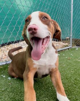 Boone -  Shepherd and Hound Dog for Adoption in Gallatin, Tennessee - Boone | PetCurious