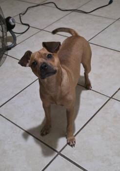 Zeus -  Chiweenie Dog for Adoption in Albion, New York - Zeus | PetCurious
