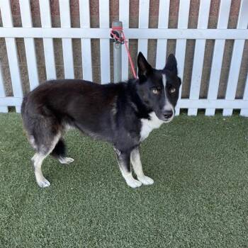CESAR -  Husky and Mixed Breed Dog for Adoption in Modesto, California - CESAR | PetCurious