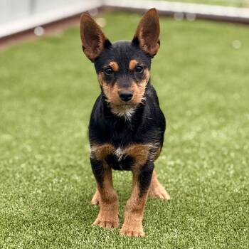 Terrier Dogs Available for Adoption in Hondo, Texas - Powell: Ears For Days! | PetCurious