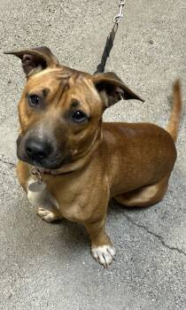 Rescue Pit Bull Terrier and Mixed Breed Dogs for Adoption in Honolulu, Hawaii - Rascal | PetCurious