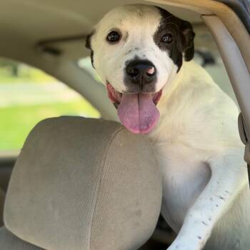 Onion Ring (Patches) -  Pit Bull Terrier and Cattle Dog Dog Available for Adoption in Fort Smith, Arkansas - Onion Ring (Patches) | PetCurious