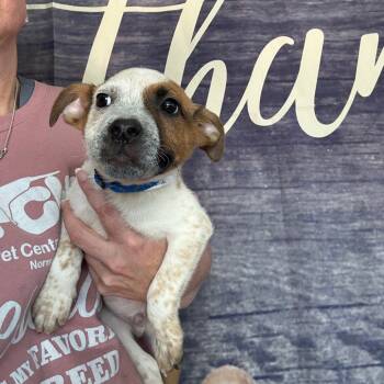 Rescue Cattle Dog Dogs for Adoption in Normal, Illinois - Thyme | PetCurious