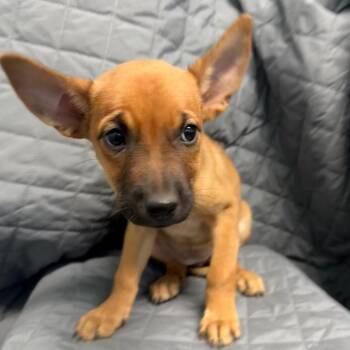 Rescue Carolina Dog Dogs for Adoption in Boerne, Texas - Dina | PetCurious