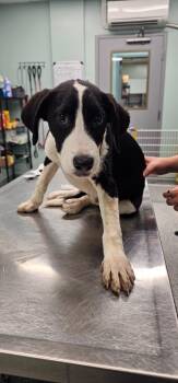 Amelia -  Terrier Dog for Adoption in Athens, Tennessee - Amelia | PetCurious