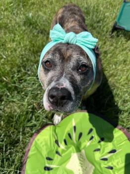 Kiwi -  Mixed Breed Dog for Adoption in Cincinnati, Ohio - Kiwi | PetCurious