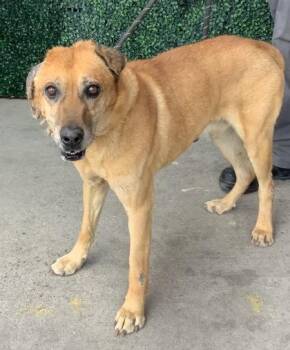 Mixed Breed Dogs Available for Adoption in El Paso, Texas - Dr. Jekyll* | PetCurious