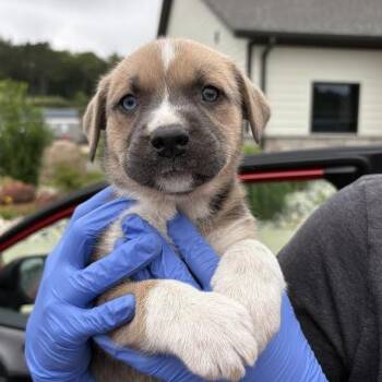 Terrier and Mixed Breed Dogs Available for Adoption in Marshall, Texas - Rose | PetCurious