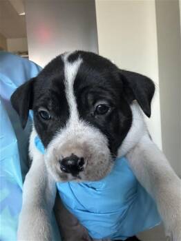 GRUMPY -  Terrier Dog for Adoption in San Antonio, Texas - GRUMPY | PetCurious