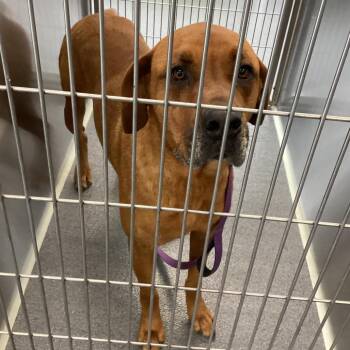 Mixed Breed Dogs Available for Adoption in Montgomery, Alabama - Baron | PetCurious