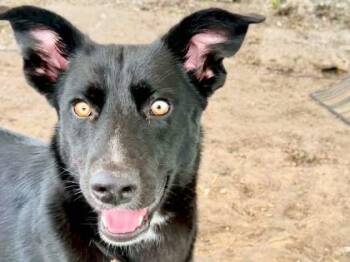 Riley -  Mixed Breed Dog for Adoption in Georgetown, Texas - Riley | PetCurious