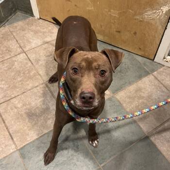 Mixed Breed Dogs Available for Adoption - Beaver | PetCurious