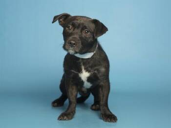 Staffordshire Bull Terrier and Parson Russell Terrier Dogs Available for Adoption - MEMO | PetCurious