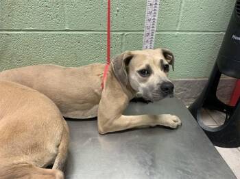 FAWN -  American Staffordshire Terrier and Mixed Breed Dog for Adoption in Grand Prairie, Texas - FAWN | PetCurious