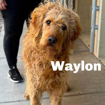 Waylon 260333 -  Mixed Breed Dog Available for Adoption in Gladstone, Michigan - Waylon 260333 | PetCurious